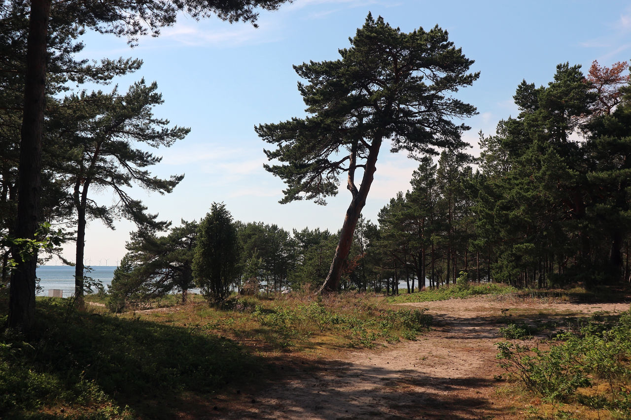 tree, plant, sky, nature, wilderness, landscape, forest, land, environment, beauty in nature, pinaceae, natural environment, coniferous tree, no people, scenics - nature, pine tree, pine woodland, tranquility, non-urban scene, woodland, rural area, travel destinations, outdoors, cloud, travel, leaf, tourism, day, tranquil scene, footpath, growth, trail, grass, soil, hill