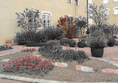 Plants growing against building