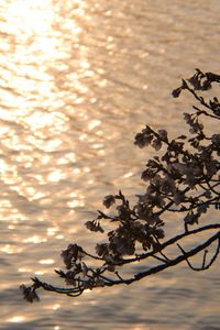 Reflection of trees in water at sunset