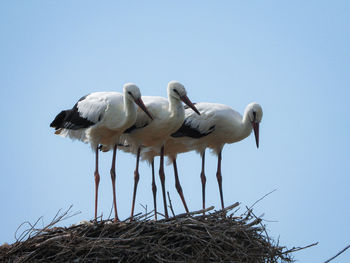 white stork