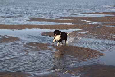 High angle view of dog on beach