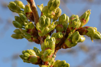 Close-up of fresh green plant against sky