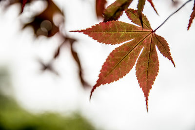 Close-up of maple leaf on branch