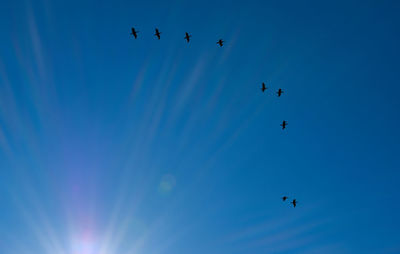 Low angle view of birds flying in sky