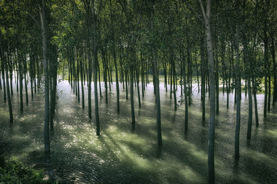 Trees growing in forest