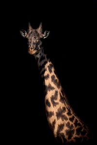 Portrait of giraffe