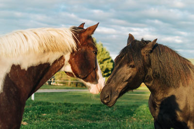 Horses in the field