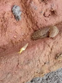 Close-up of lizard on sand