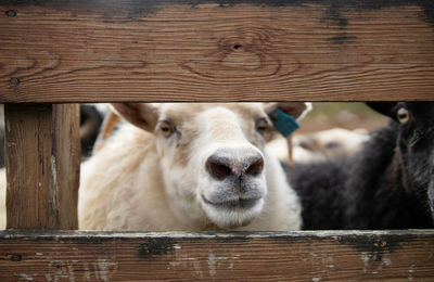 Close-up of goat