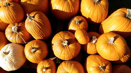 Full frame shot of pumpkins