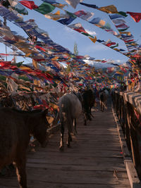 View of horses