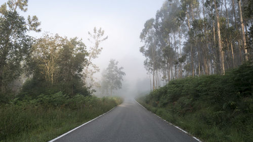 Road amidst trees against sky