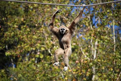 Monkey  jumping on rope