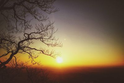 Sun shining through trees