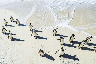 High angle view of penguins on beach