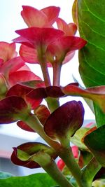 Close-up of red flowers against sky