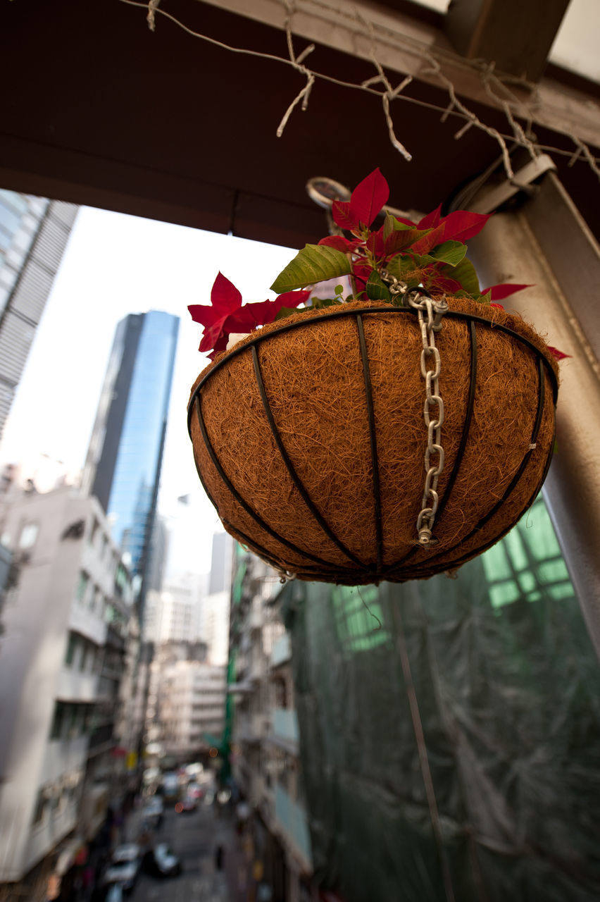 LOW ANGLE VIEW OF POTTED PLANT HANGING ON TREE