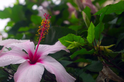 Close-up of hibiscus on plant