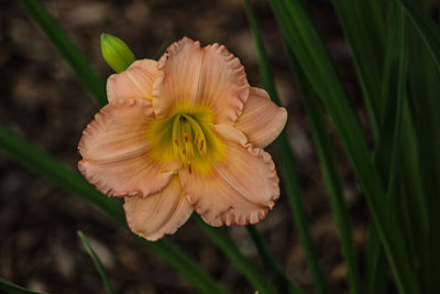 Close-up of flower