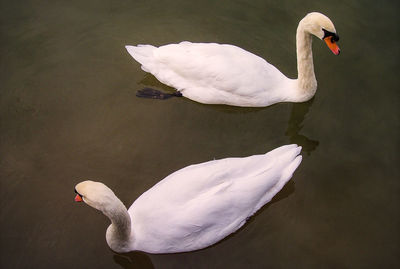 High angle view of swan swimming in lake
