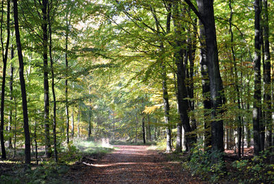 Dirt road passing through forest