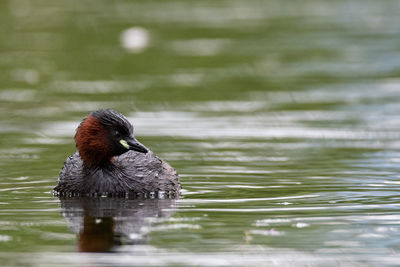 Duck swimming in lake