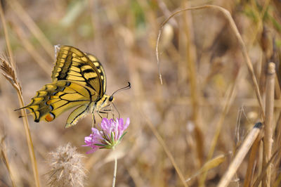 Close-up of butterfly pollinating flower