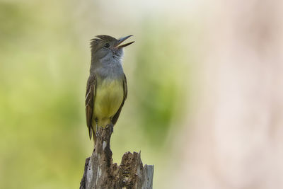 Close-up of bird perching on branch