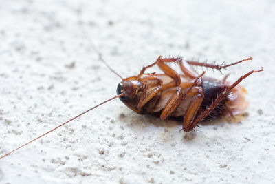 Close-up of cockroach 