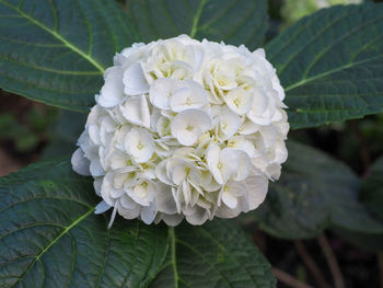 Close-up of white rose