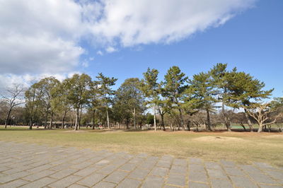 Trees on field against sky