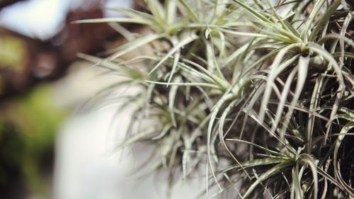 Close-up of plant against blurred background