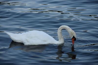 Swans swimming in lake