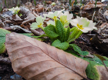 High angle view of flowering plant leaves on land