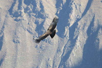 High angle view of  condor flying in snow