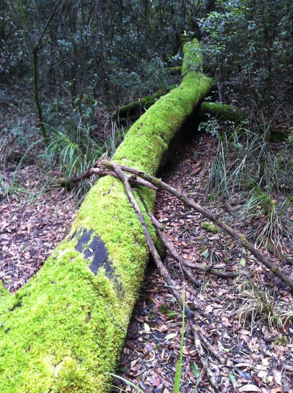 MOSS GROWING ON FIELD