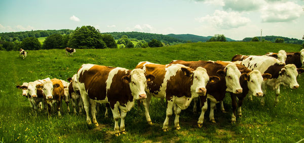 Cows on field against sky