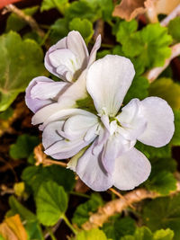 Close-up of white flower blooming outdoors