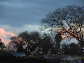 Low angle view of trees against sky at sunset