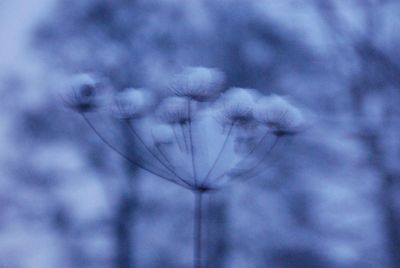 Close-up of flower against sky