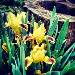 Close-up of yellow flower