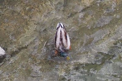 High angle view of duck swimming in river