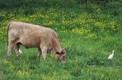 pasture