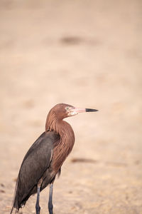 Side view of a bird on beach