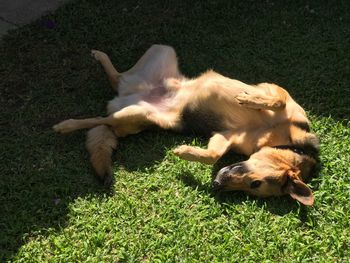 High angle view of dog sleeping in grass