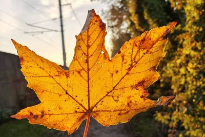 Close-up of yellow maple leaf on tree