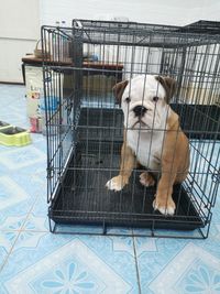 Dog sitting in cage