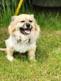 Dog looking away on field