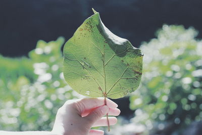 Close-up of hand holding leaves