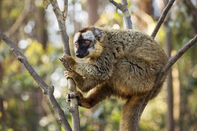 Side view of an animal in forest